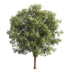 Single Tree isolated on white background. big old tree with green leaves stands alone on white...