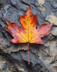 Obraz premium A single, vibrant orange and red maple leaf rests on a rough, gray rock surface, capturing the essence of autumn.