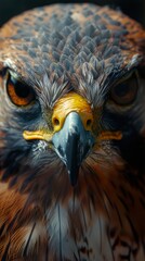 Close Up Portrait of a Hawk's Intense Gaze