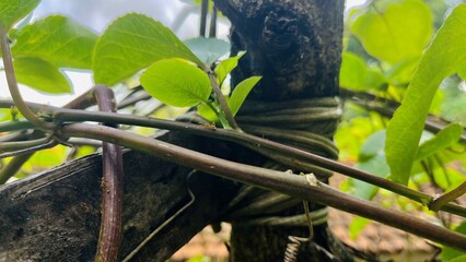 Passion fruit leaves in garden with sky view in background