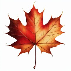 Obraz premium red maple autumn leaves isolated on white background