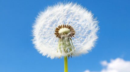 Obraz premium The dandelion puff is beautifully illuminated by sunlight, showcasing its delicate white seeds against the vivid blue backdrop of the sky, evoking a sense of natural beauty