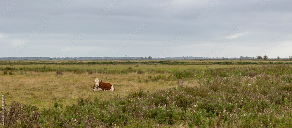Poster a wide angle view of a rural landscape. a single solitary brown and white cow is lying down in the f