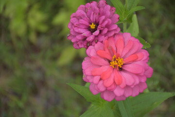 Obraz premium Pink zinnias in full bloom and blurred background.