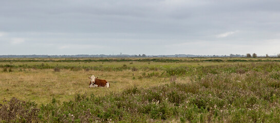 A wide angle view of a rural landscape. A single solitary brown and white cow is lying down in the foreground. There is space for copy and there are no people