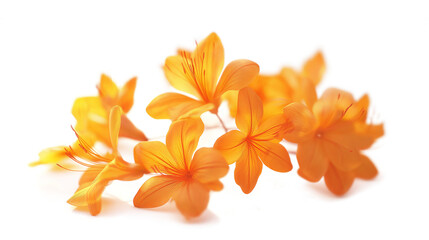 A bunch of orange flowers are arranged in a row. The flowers are in full bloom and are very bright and cheerful. The arrangement gives off a sense of warmth and happiness