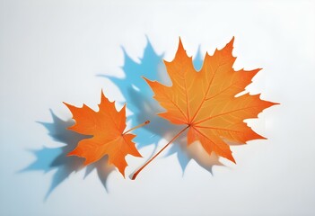 Orange maple leaves on a white background