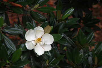 Flower and foliage of the tropical tree Magnolia Grandiflora photographed in Changsha, Hunan province, China