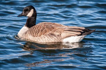 Cackling Goose (Branta hutchinsii) swimming in a pond.  This distinct species branched off from the Canada Goose species.