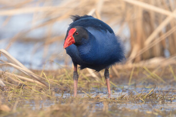 Wild australasian swamphen (Porphyrio melanotus) wading in freshwater wetlands with water droplets hanging from beak