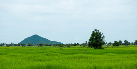 beautiful landscape rice field and mountain at countryside