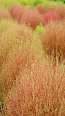 I decorated my garden with fireweed