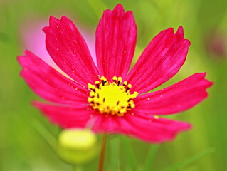 Cosmos are blooming over there