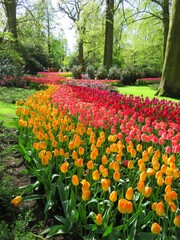 Tulipes