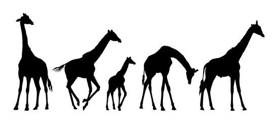 Set silhouettes of large and small giraffes.  © designer_an