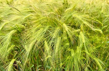 Closeup of barley growing in an agricultural field in the UK. 