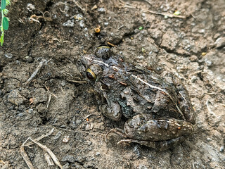 Close-up of a small brown frog with white stripes on its back, sitting on damp soil.