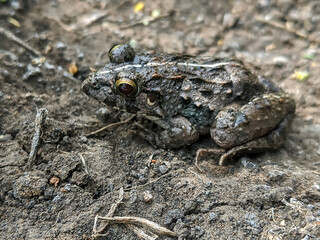 Close-up of a small brown frog with white stripes on its back, sitting on damp soil.
