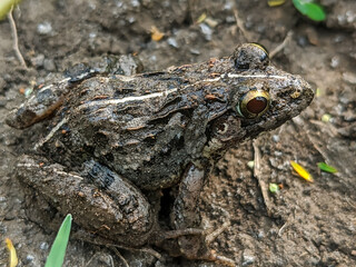 Close-up of a small brown frog with white stripes on its back, sitting on damp soil.
