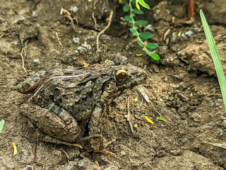 Close-up of a small brown frog with white stripes on its back, sitting on damp soil.