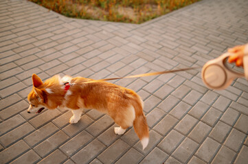 Owner with Welsh Corgi dog on leash walking on summer day at sunset along sidewalk, close-up, hand view. Professional dog walking. Walking with pet on summer day.