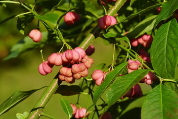 Close up rose red fruit of Spindle, European spindle, common spindle (Euonymus europaeus). Family Celastraceae. Dutch garden, late summer, September, Netherlands