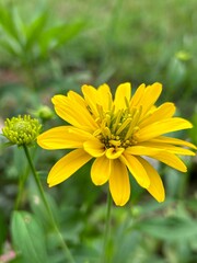 yellow flower