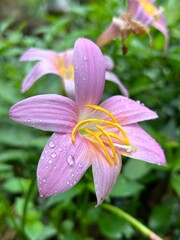pink flower with dew water drops