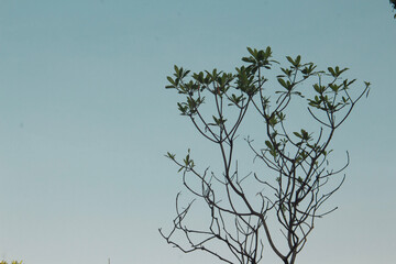 Obraz premium Majestic Tall Trees Lining the Roadside