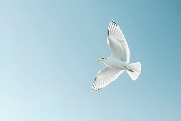 Fototapeta premium A soaring seagull gracefully flies through the blue sky, embodying freedom and the beauty of nature