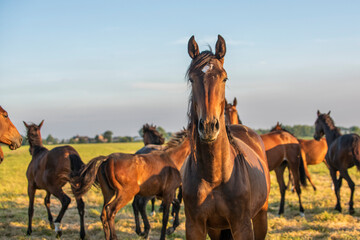 Brown horses in the field | wild hors animal farmer | photo nature 