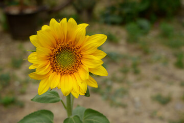 Photograph of one brightly blooming sunflower