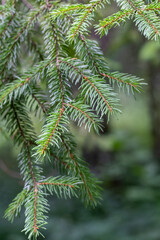 Pine trees. Green background. Christmas tree branch needles nature