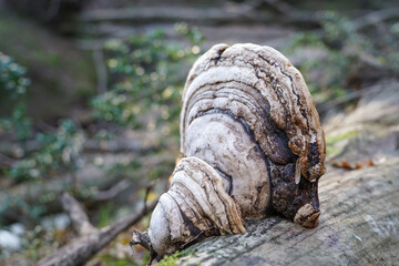 tinder mushroom grew on a fallen tree in forest or park.