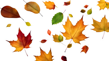 multicolored fallen leaf