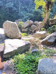 stone forest