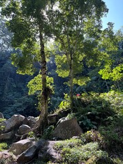 Fototapeta premium river in the woods