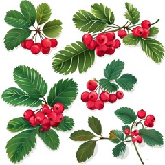a set of wild berries on a twig on a white background
