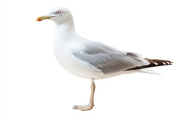 Fototapeta premium Isolated on a white backdrop, a natural white seagull. Generative Ai