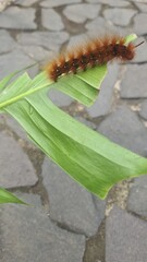 caterpillars on green leaves