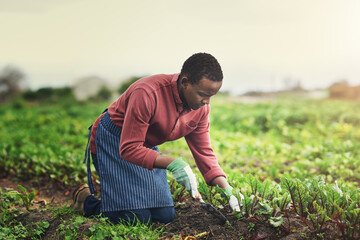 Agriculture, plant and seed with black man in countryside for sustainability, environment and vegetables supplier. Growth, spring and farming with person in field for permaculture, organic or harvest