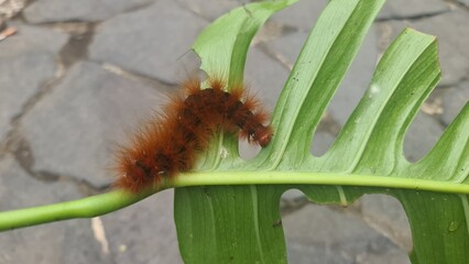 caterpillars on green leaves