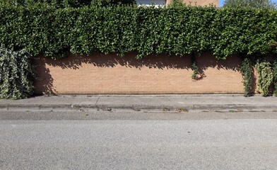 Fence made of brick wall with hedge on top and creeper plants. Concrete sidewalk and street in...