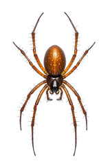 Obraz premium Detailed close-up of a spider showcasing its unique features and colors, perfect for educational and creative projects.