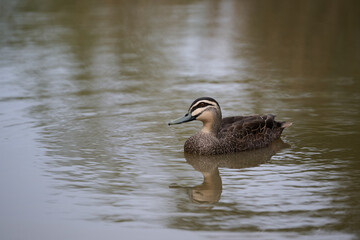 Side view of a Pacific black duck as it floats in the calm waters of a murky brown pond