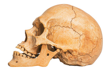 Realistic human skull model showcasing detailed structure and texture, perfect for educational or artistic purposes.
