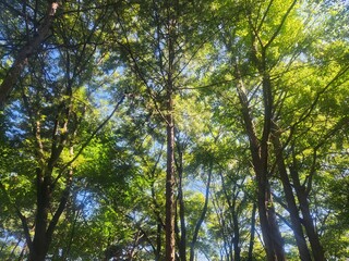 Obraz premium trees and sky