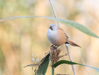 Bearded reedling, Panurus biarmicus. In the early morning, a male bird sits on a reed stalk