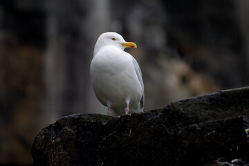 Glaucous Gull in the Alkefjellet cliff in Lomfjordhalvoya in Ny-Friesland at Spitsbergen