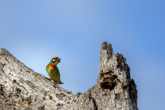 The cute coppersmith barbet on tree with blue sky